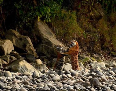 Corbett Luxury Tour, Jim Corbett National Park