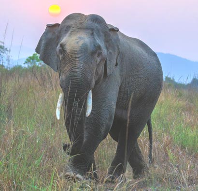 Hathi Dagar Safari Zone, Jim Corbett National Park