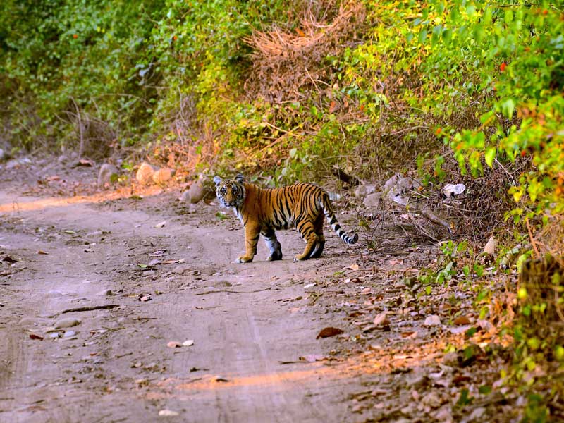 Corbett : through the lense of Sanjay Brown : TigerLandSafaris, Jim Corbett National Park