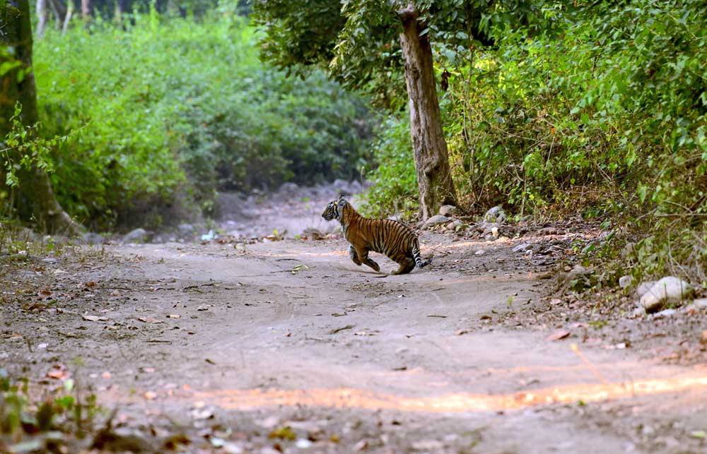 Corbett : through the lense of Sanjay Brown : TigerLandSafaris, Jim Corbett National Park