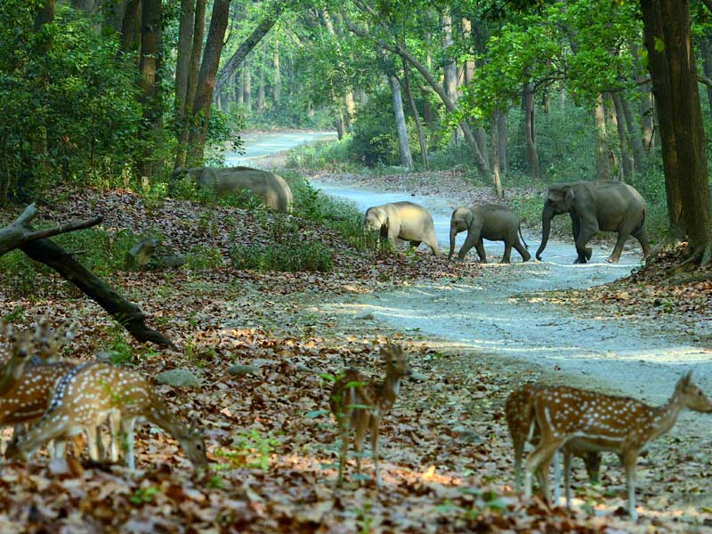 Corbett : through the lense of Sanjay Brown : TigerLandSafaris, Jim Corbett National Park