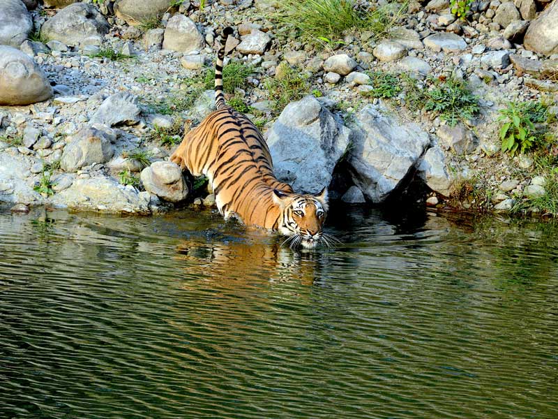 Corbett : through the lense of Sanjay Brown : TigerLandSafaris, Jim Corbett National Park