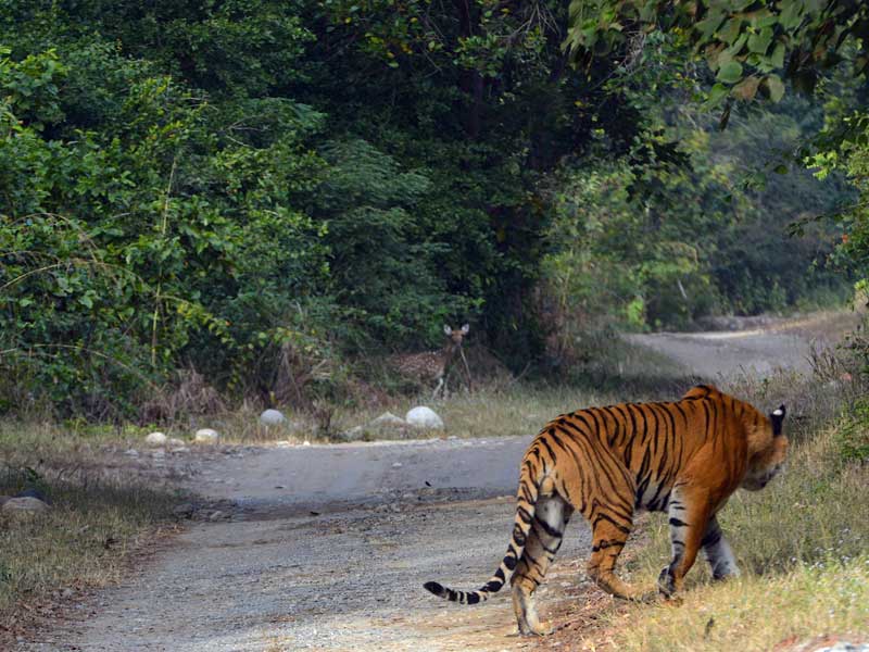 Corbett : through the lense of Sanjay Brown : TigerLandSafaris, Jim Corbett National Park