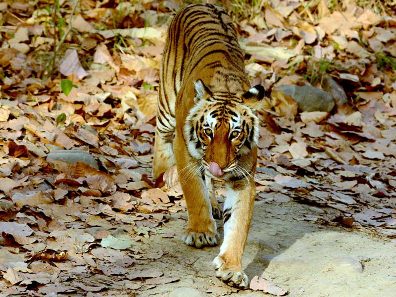 Corbett : through the lense of Sanjay Brown : TigerLandSafaris, Jim Corbett National Park