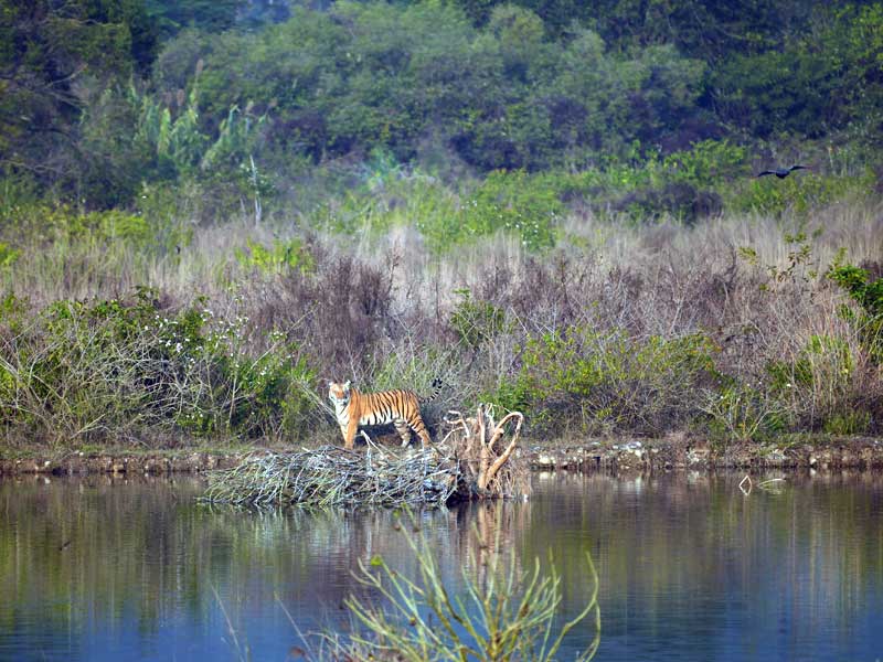 Corbett : through the lense of Sanjay Brown : TigerLandSafaris, Jim Corbett National Park