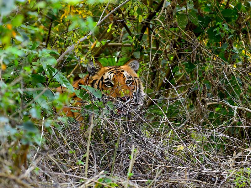 Corbett : through the lense of Sanjay Brown : TigerLandSafaris, Jim Corbett National Park