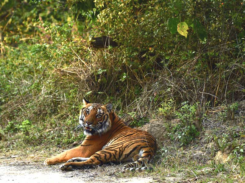 Corbett : through the lense of Sanjay Brown : TigerLandSafaris, Jim Corbett National Park