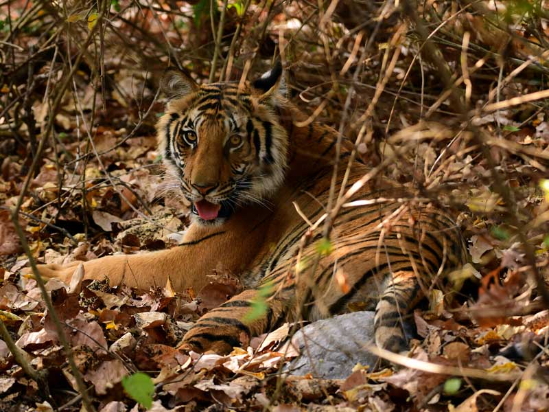 Corbett : through the lense of Sanjay Brown : TigerLandSafaris, Jim Corbett National Park