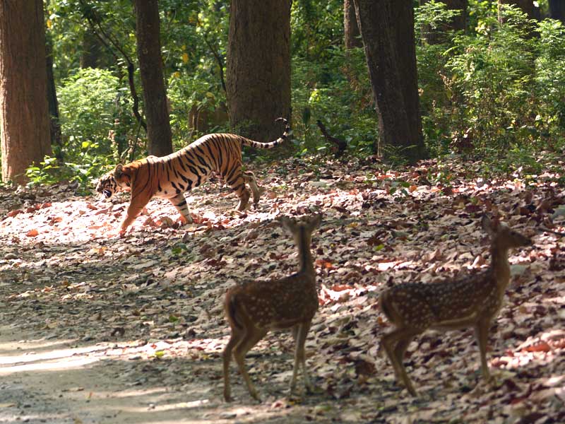 Corbett : through the lense of Sanjay Brown : TigerLandSafaris, Jim Corbett National Park