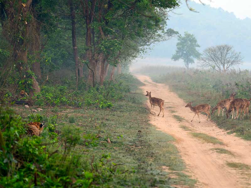 Corbett : through the lense of Sanjay Brown : TigerLandSafaris, Jim Corbett National Park