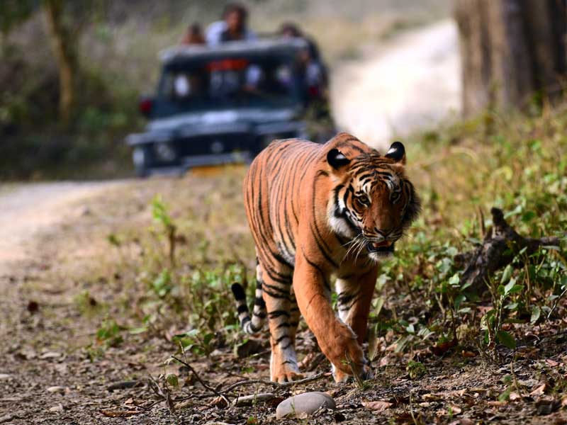 Corbett : through the lense of Sanjay Brown : TigerLandSafaris, Jim Corbett National Park