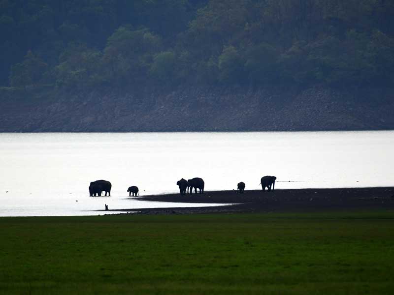 Corbett : through the lense of Sanjay Brown : TigerLandSafaris, Jim Corbett National Park